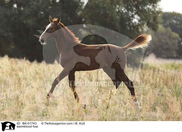 Warmblut Fohlen / warmblood foal / BK-01743