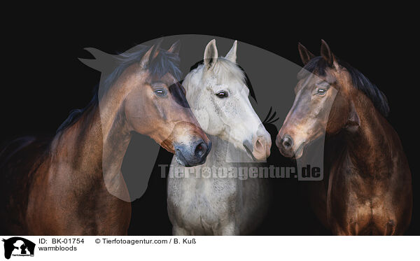 Warmblter / warmbloods / BK-01754