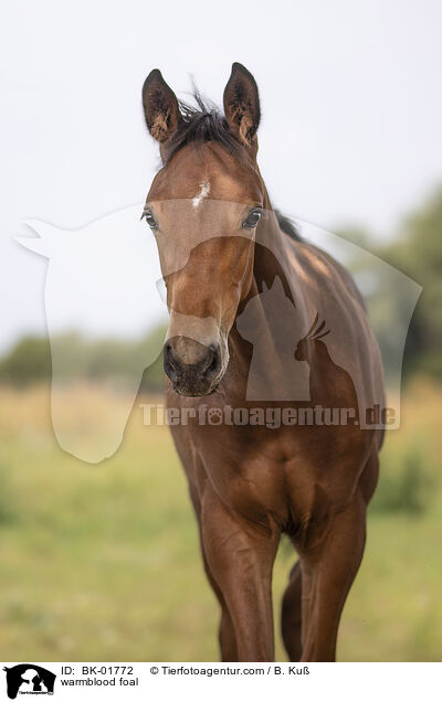 Warmblut Fohlen / warmblood foal / BK-01772