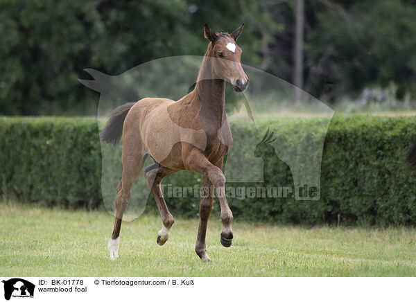 Warmblut Fohlen / warmblood foal / BK-01778