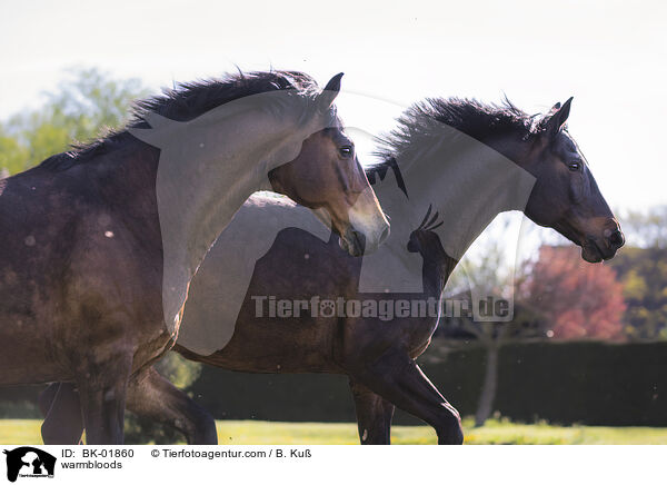 Warmblter / warmbloods / BK-01860