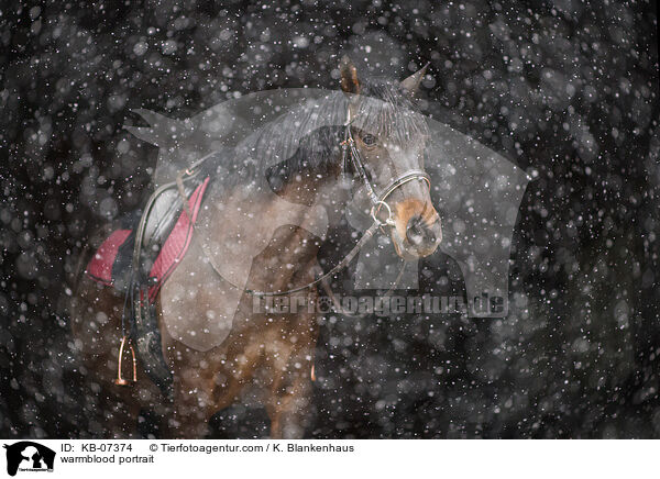 Warmblut Portrait / warmblood portrait / KB-07374