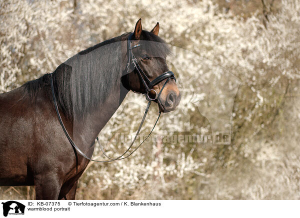 Warmblut Portrait / warmblood portrait / KB-07375