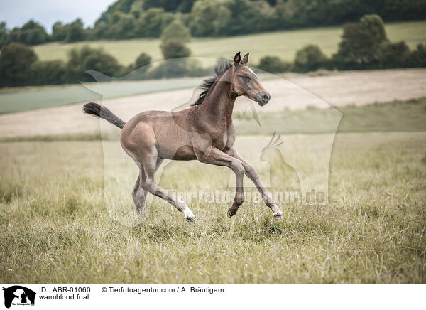 Warmblut Fohlen / warmblood foal / ABR-01060