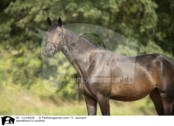 Warmblut im Sommer / warmblood in summer / VJ-04638