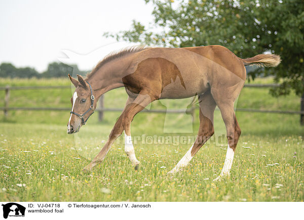 Warmblut Fohlen / warmblood foal / VJ-04718