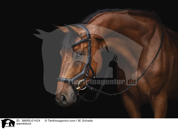 Warmblut / warmblood / MARS-01424