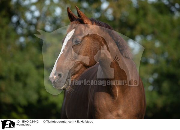 Warmblut / warmblood / EHO-02442