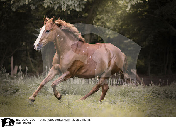 Warmblut / warmblood / JQ-01260