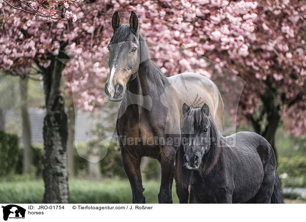 horses / JRO-01754