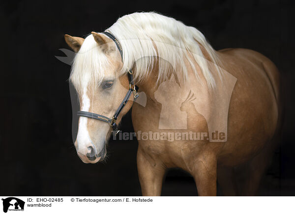 Warmblut / warmblood / EHO-02485