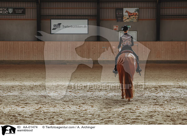 Warmblut / warmblood / AA-01474