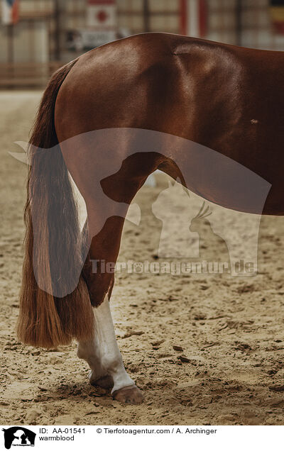 Warmblut / warmblood / AA-01541