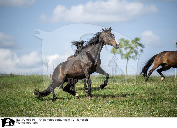 Warmblut strzt auf Koppel / Warmblood falls / VJ-05616