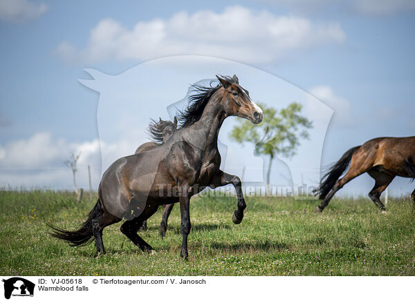 Warmblut strzt auf Koppel / Warmblood falls / VJ-05618