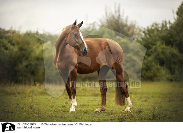 Warmblut Stute / warmblood mare / CF-01974