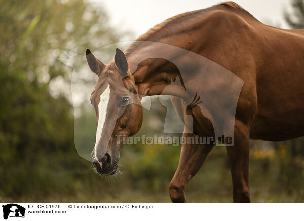 Warmblut Stute / warmblood mare / CF-01976