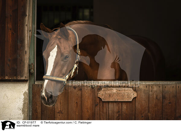 Warmblut Stute / warmblood mare / CF-01977