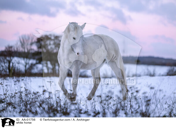 Warmblut / white horse / AA-01756