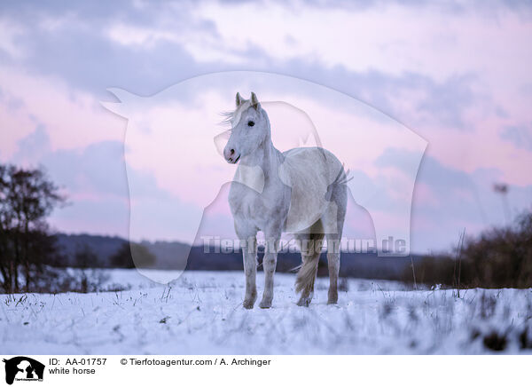 Warmblut / white horse / AA-01757