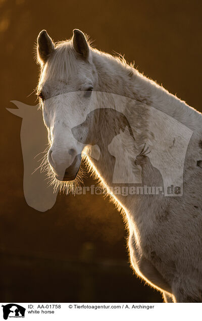 Warmblut / white horse / AA-01758