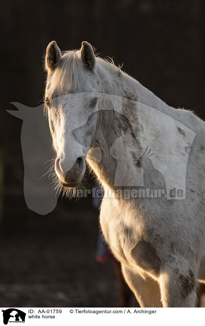 Warmblut / white horse / AA-01759