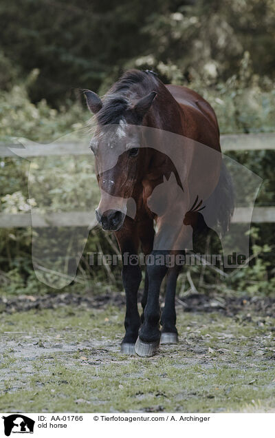 altes Pferd / old horse / AA-01766