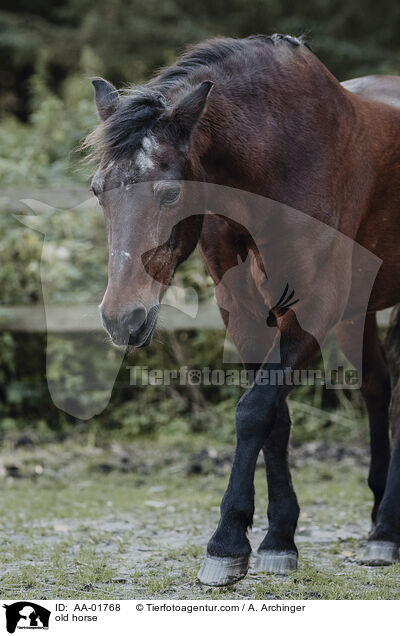 altes Pferd / old horse / AA-01768