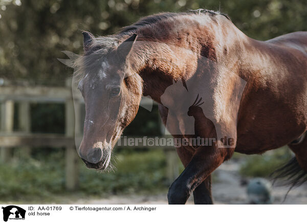 altes Pferd / old horse / AA-01769