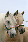 two horses