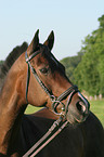 warmblood portrait