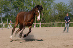 brwon warmblood