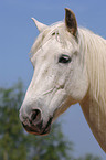 white horse