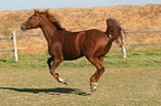 galloping warmblood