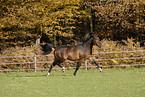 running horse