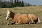 wallowing horse