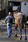 man and horse