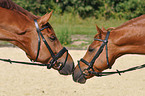 2 warmbloods