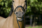 warmblood mouth