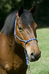 warmblood portrait