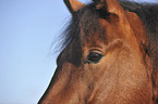 warmblood eye