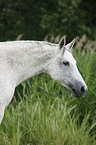 warmblood portrait