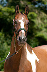 warmblood portrait