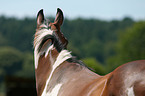 warmblood portrait