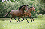 2 horses