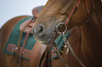 chestnut horse mouth