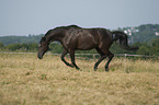 galloping black horse