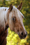 Palomino Portrait