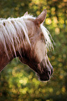 Palomino Portrait