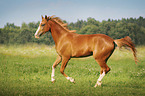 galloping warmblood